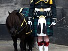 Shetlandský pony, který je maskotem skotského královského pluku. (Edinburgh, 5....