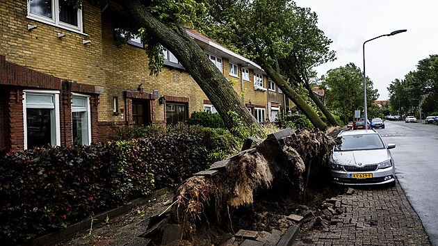 Vyvrcen stromy na ulici nizozemskm mst Haarlem, kter zashla siln boue. (5. ervence 2023)