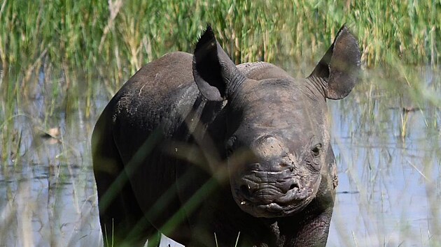 Samice nosoroce Jasiri pvodem ze Dvora Krlov porodila ve Rwand mld. (4. ervence 2023)