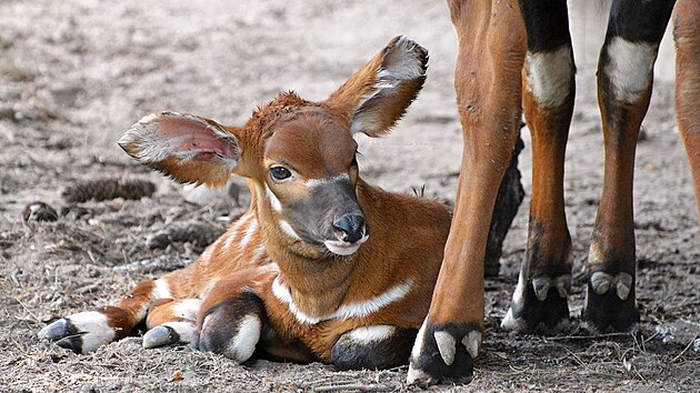 �ty�denn� ml�d� antilopy bonga horsk�ho s matkou