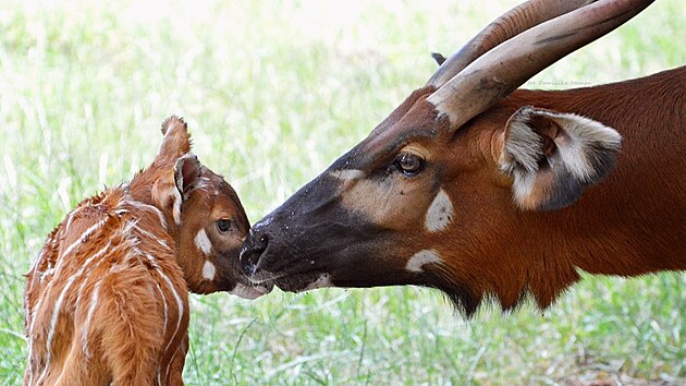 �ty�denn� ml�d� antilopy bonga horsk�ho s matkou