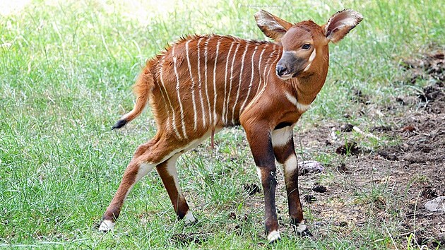 �ty�denn� ml�d� antilopy bonga horsk�ho