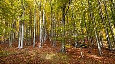Bukové lesy nad Horním Jietínem na Mostecku.