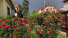 Zahrádka u vilky na B�evnov�, o kterou rod paní Milady pe�uje zhruba devadesát...