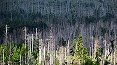 Odumřelé smrky v národním parku Harz, Dolní Sasko. Stromy dlouhodobě napadené...