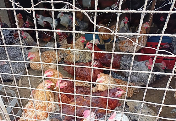 Dr�be� byla nama�kána na velmi malém prostoru bez mo�nosti výb�hu.