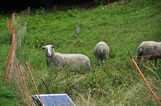 Lukáovské louky ovce spásají od roku 2016.