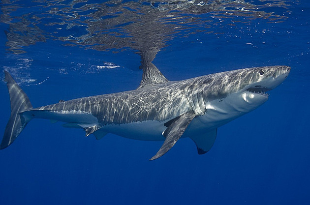 Na britského turistu zaútočil v Karibiku žralok. Muže zranil deset metrů od břehu