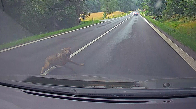 Vlk na Českolipsku vběhl řidičce pod kola, po srážce s autem zmizel v lese