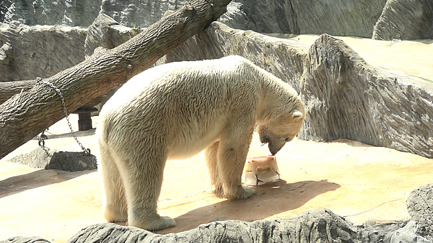 Speciální péči v létě vyžadují lední medvědi i tropická zvířata, říká kurátor zoo