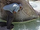 Mu pije vodu u kany Fontana della Barcaccia v ím. (14. ervence 2023)