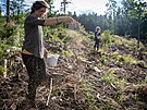 Dobrovolnci pomhaj zalesovat holiny, kter v Jesenkch vznikly kvli...