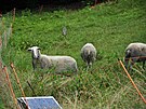 Luk�ovsk� louky ovce sp�saj� od roku 2016.
