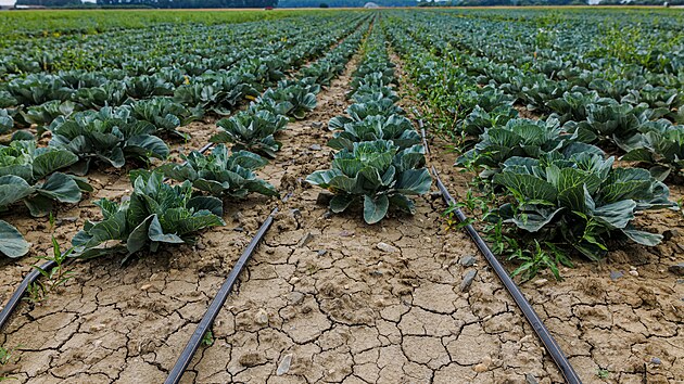 Sucho na Han� hl�s� i zem�d�lci na sv�ch pol�ch.