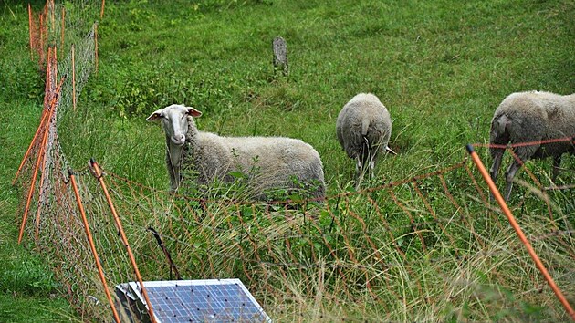 Lukovsk louky ovce spsaj od roku 2016.