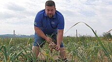 Palice si lidé sami vyberou z pole, z p�edoraných �ádk�, jak ukazuje farmá�...