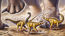 Mláata diplodokid (zde rod Apatosaurus) zaínala svj ivot jako drobná...