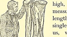 Kostra zadní konetiny brontosaura v porovnání s postavou dosplého lovka....