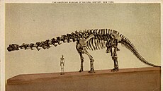 Zastaralá rekonstrukce kostry brontosaura v expozici Amerického...