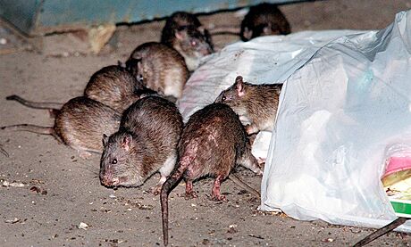 Obyvatelm ernýovic na Táborsku vadí, e u jednoho domu se hemí krysy. (Ilustraní snímek)
