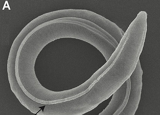 Vdcm z Institutu Maxe Plancka se podailo oivit hlístice ze 46 000 let...