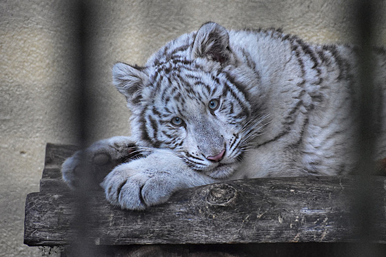 Bílá tyg�ice Charlota, zadr�ená z nelegálního chovu, strávila v Hodonín� necelý...