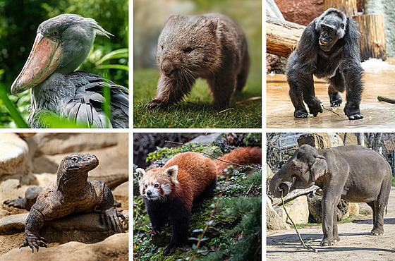 Jak dobe znáte zvíecí osobnosti Zoo Praha? Otestujte se v naem kvízu.