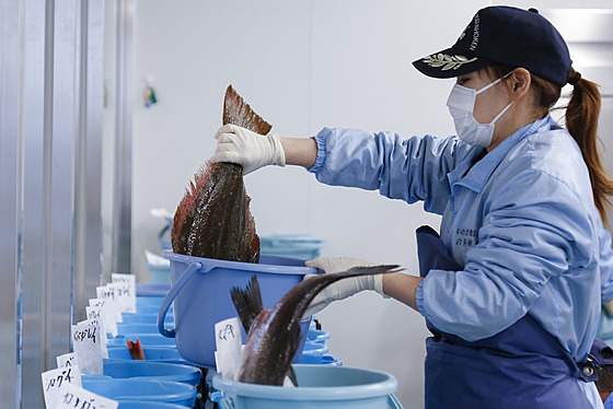Dobrovolná kontrola radioaktivity na rybím trhu v pístavu Onahama v prefektue...