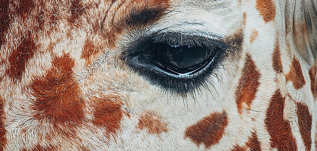 Influencer nafotil pro Samsung fascinující detaily zvířat