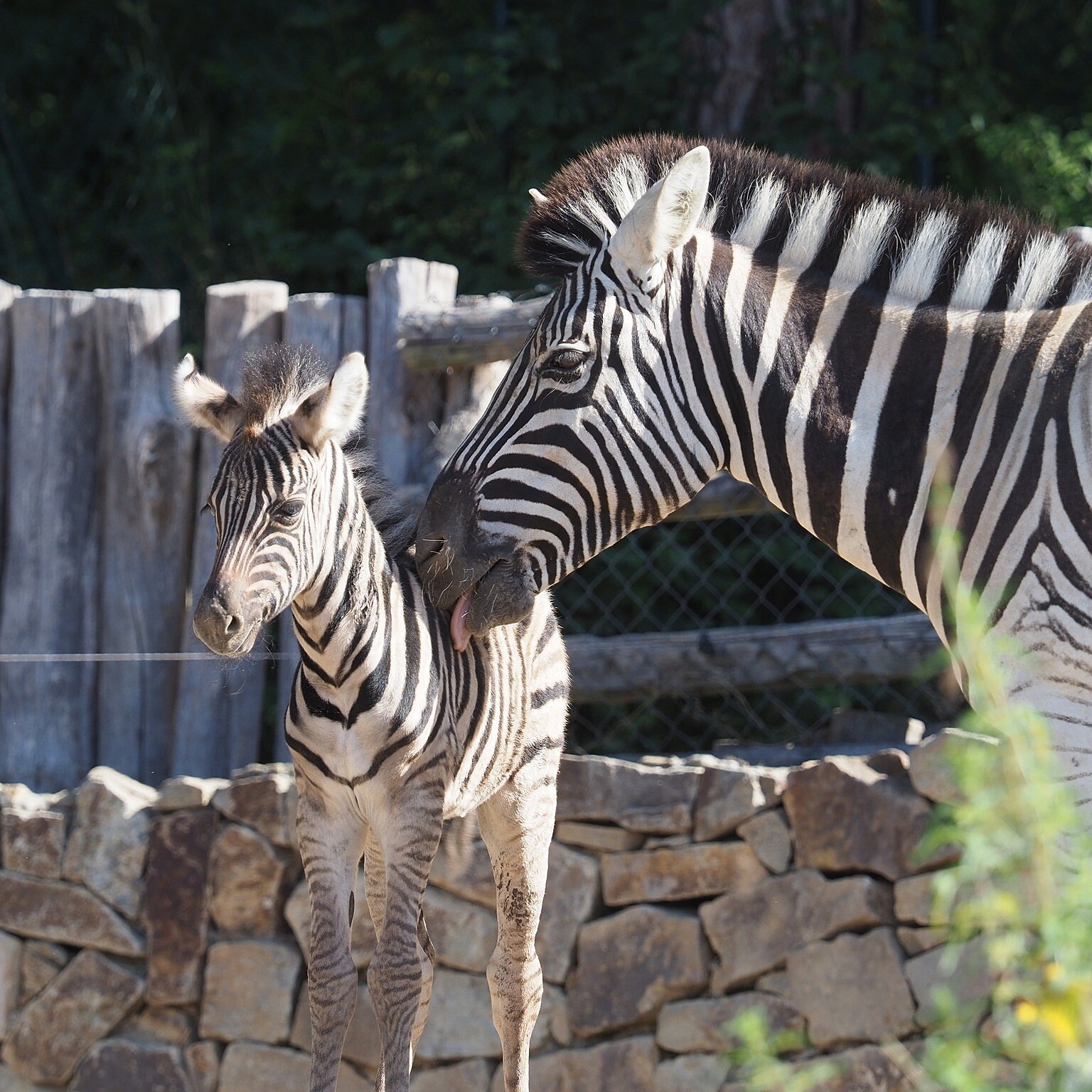 Zeber Zebra porodila přímo před návštěvníky zoo, další mláďata jsou na cestě