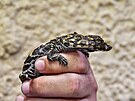 Celkov� jsou to mal�, ale velmi �t�hl� plazi. Typick� je pro n� krat��, ale...