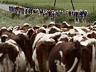 Setkání dvou peloton� b�hem 19. etapy Tour de France, ke stádu krav se blí�í...