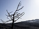 Strom spálený poátem ve vesnici Asklipio na eckém ostrov Rhodos (26....