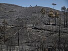 Po niivém poáru na eckém Rhodosu zstává jen spálená zem. (25. ervence 2023)