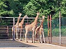 Do ostravsk zoo z Holandska dorazily dv nov irafy. Pomohou se stvajc...