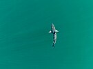 Bílý ralok u pobeí jiní Kalifornie na snímku z dronu (31. kvtna 2023)