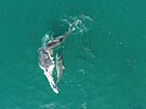 ralok tygí si pochutnává na mrin velryby. (25. ervna 2022)