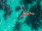 Snímek z dronu poízený u Coral Bay v západní Austrálii. ralok tygí loví...