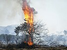 Poár lesa ve vesnici Vati na ostrov Rhodos (25. ervence 2023)