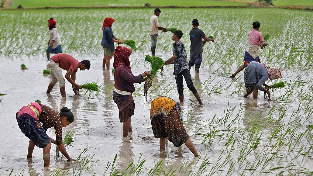 Zemdlci na rýovém poli v Indii (21. ervence 2023)