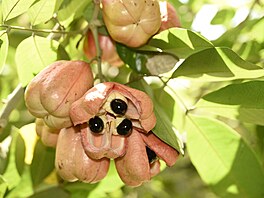 Poddu�ák lahodný je název ovoce, kterému se na Jamajce �íká ackee. Vyvá�et jeho...