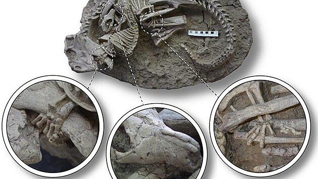 Tyto ti prvky fosilie svd podle autor studie o tom, e vjev zachycuje souboj, ne mrchoroutstv.