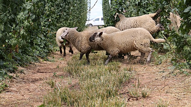 Stdo ovc pobh mezi dky chmelovch rostlin v Bsn na Lounsku. (ervenec 2023)