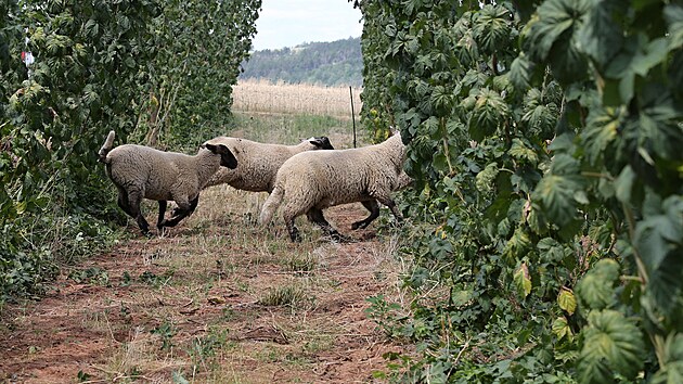 Na chmelnici v Bsn na Lounsku je osm ovc. (ervenec 2023)