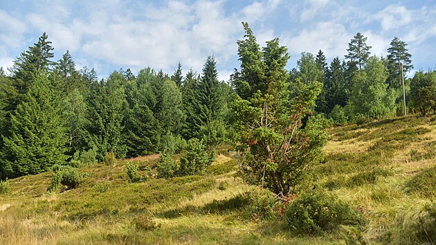 Ochr�nci p��rody ze spolku Salamandr putuj� po beskydsk�ch louk�ch se st�dem ovc�. Nech�vaj� je sp�sat, a pom�haj� t�m k n�vratu vz�cn�ch druh� rostlin a �ivo�ich�. (�ervenec 2023)