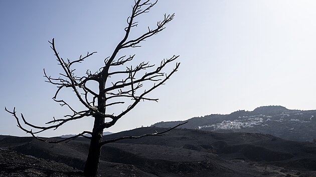 Strom splen potem ve vesnici Asklipio na eckm ostrov Rhodos (26. ervence 2023)