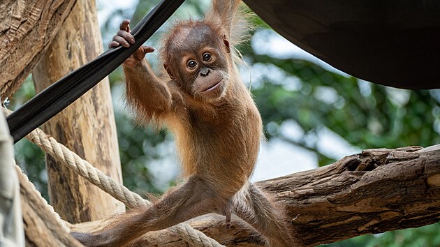 Kawi, orangutan sumatersk