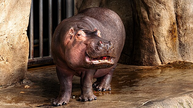 Tcheco, hroch oboj�iveln�