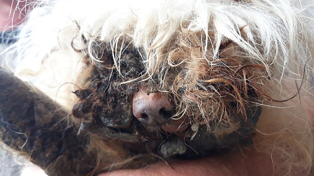 Maltzsk pes byl v zuboenm stavu, veterin ho musel nechat utratit.