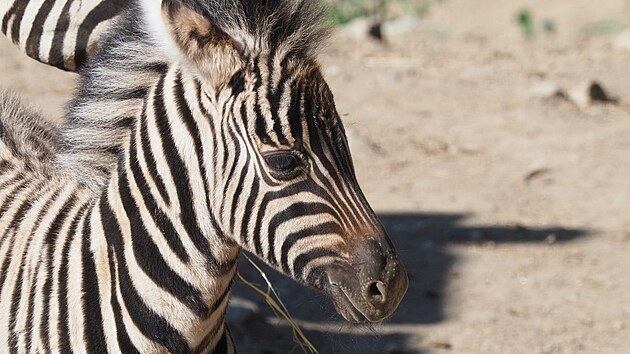 Mal zebra Burchellova, jej pohlav chovatel zatm neurili, se m k svtu. A dal mlata zeber brzy pibudou.